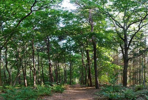Waldweg im Sparkassenwald
