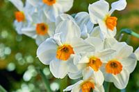 Narcisses photographiés avec un effet bokeh
