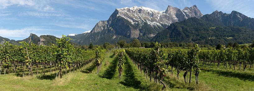 Swiss grape vines. by Richard Wareham