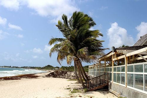 Palmbomen Orient Bay