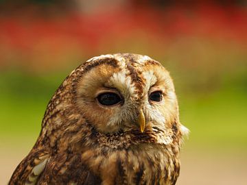 Tawny Owl Closeup by Wendy Drent