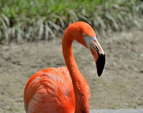 Flamingo in Miami, Florida