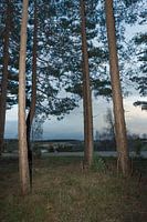 Aan de rand van het bos
