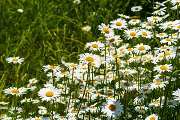 Wild daisies in the green meadow in the sunlight by Frank Kuschmierz