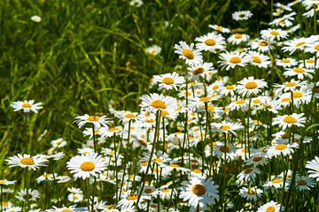 Wilde margrieten in de groene weide in het zonlicht van Frank Kuschmierz