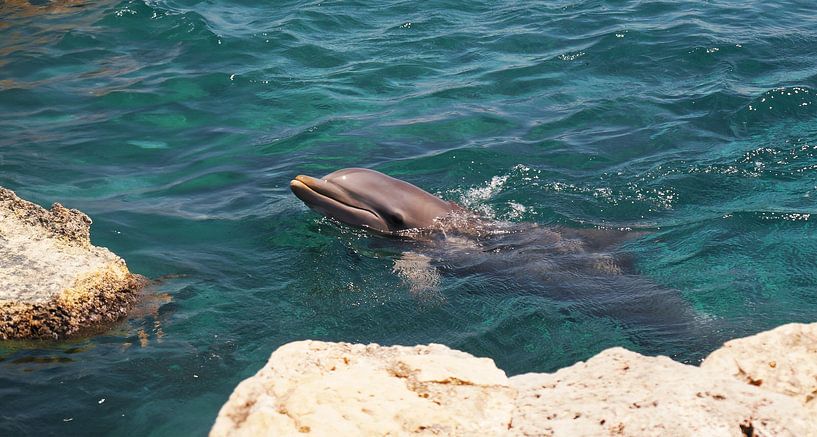 Delfin auf Curaçao von Melissa vd Bosch