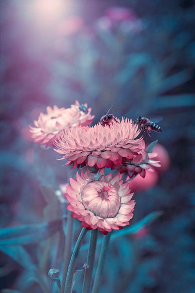 Bienen auf Blumen von Ribbi