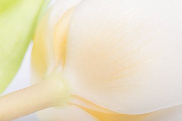 Die weiße Tulpe von Marjolijn van den Berg
