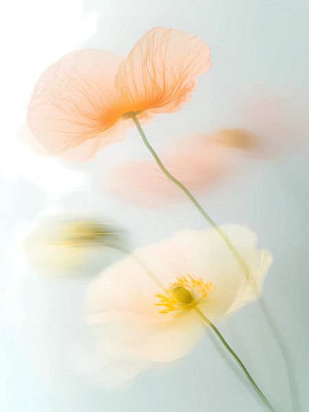 Dreamy flowers by haroulita