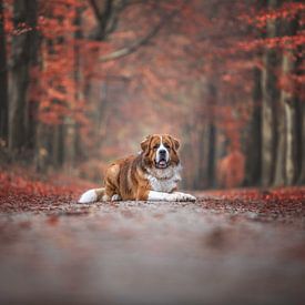 Chien saint-bernard d'humeur automnale sur Jessica Blokland van Diën