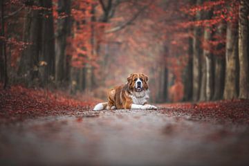 Saint Bernard dog in autumnal mood