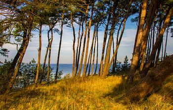 Seeblick durch den Wald