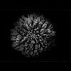 Backyard Flowers In Black And White 68 with Border by The Learning Curve Photography