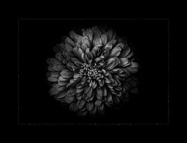 Gartenblumen in Schwarz-Weiß 68 mit Rand von The Learning Curve Photography