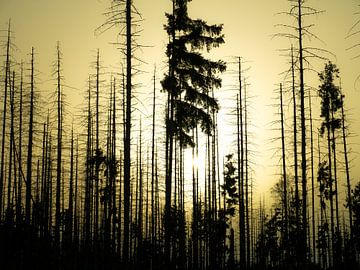 Die Schönheit der Vergänglichkeit von Willemijn Wolthaus