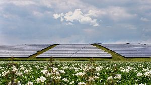 Sonnenkollektoren in der Natur ( Solarenergie )