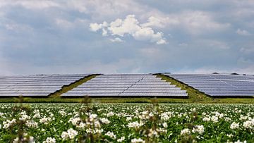 Sonnenkollektoren in der Natur ( Solarenergie ) von Chihong