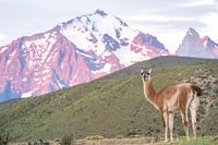 Ein Guanako in Torres del Paine