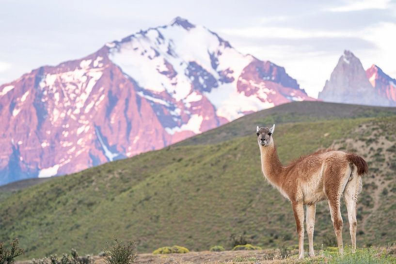 Ein Guanako in Torres del Paine von RobJansenphotography