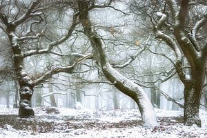 Frozen Fairytale