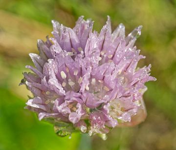 Paarse bieslookbloem na regen van Iris Holzer Richardson