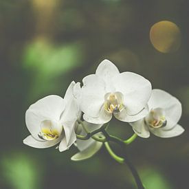 Zarte weiße Orchidee von Kristof Leffelaer
