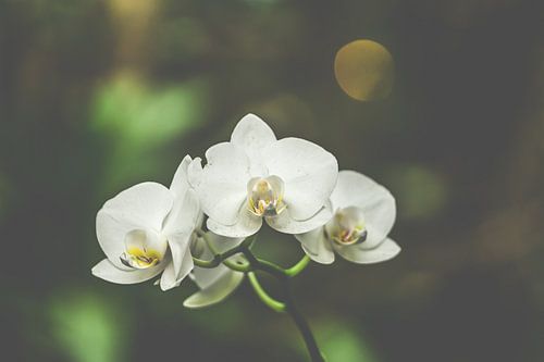 Zachte Witte Orchidee
