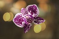 Orchidee - zonnegloed