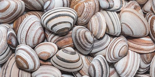 Retro beach: Panorama van gestreepte schelpen in verschillende bruine tinten