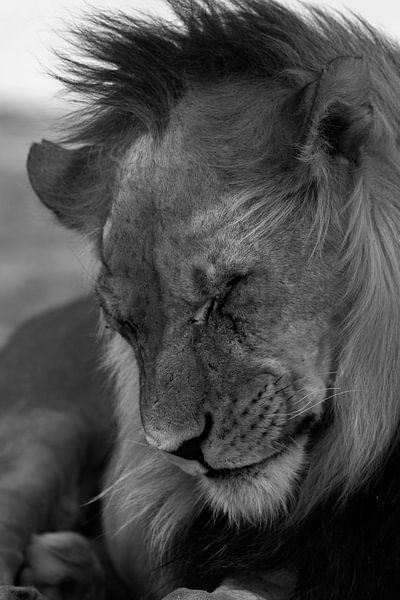 Leo Man Black/White by Francois du Plessis