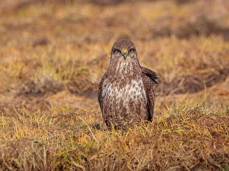 der starre Blick von Arnoud van der Aart