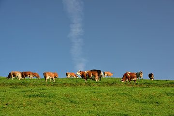 Koeien in de wei van Ulrike Leone