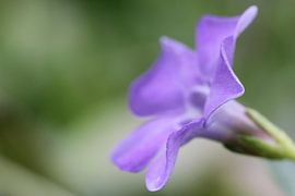 Paarse bloem van de kleine maagdenpalm van Studio Zwartlicht