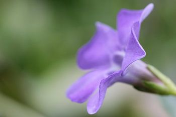 Paarse bloem van de kleine maagdenpalm