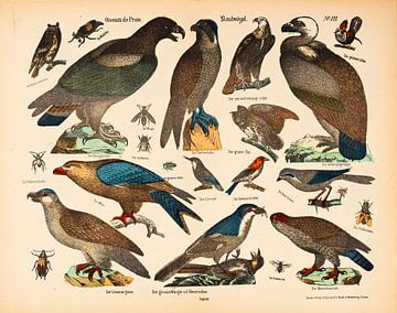 Antike Lithographie mit Raubvögeln ca. 1875 von Studio Wunderkammer