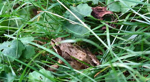 Kröte im Gras OnTour