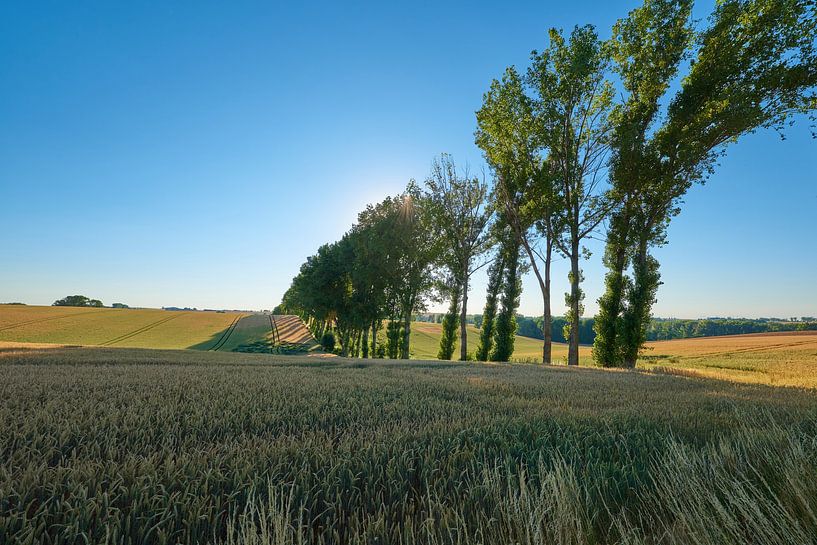Alte Feldbegrenzungsbäume von Andreas Huth