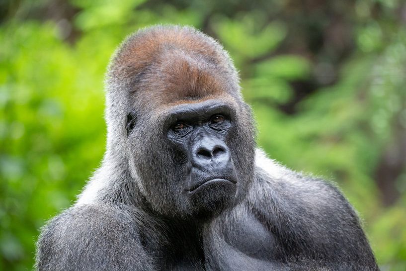 Gorillas von Dennis Eckert