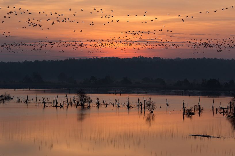 Geese at sunrise by Angelika Stern