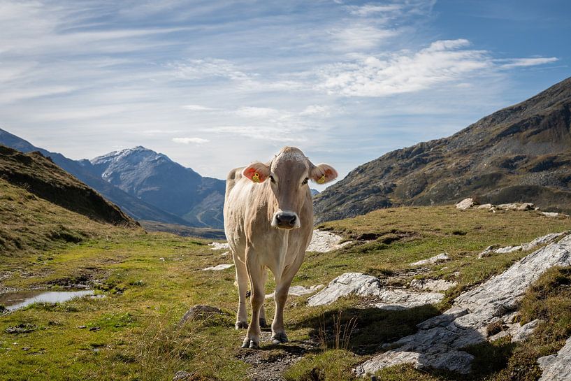 Schöne Kuh in den Bergen von Italien/Schweiz von Simone Kuijpers