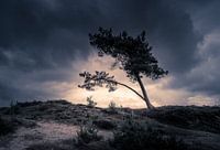 Silhouet naaldboom op Aekingerzand
