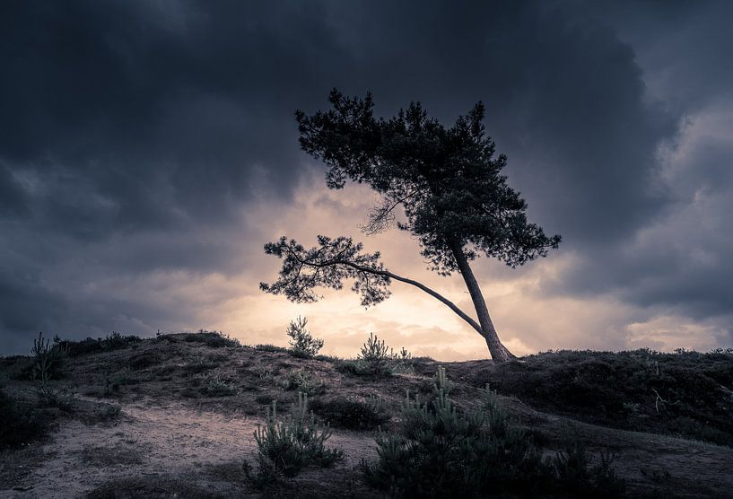 Silhouet naaldboom op Aekingerzand van Kok and Kok