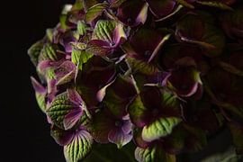 Nach dem Licht von Cindy Coenen Fine Art Photography