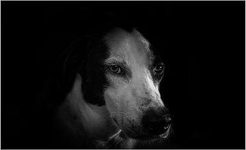 dogs by Evelien van der Horst