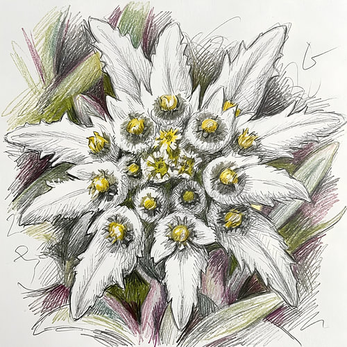 EDELWEISS KRABBELKUNST POTLOODTECHNIEK - METALEN POSTER