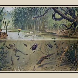 Schoolplate M.A. Koekkoek - "In ditch and puddle" by Anita Meis