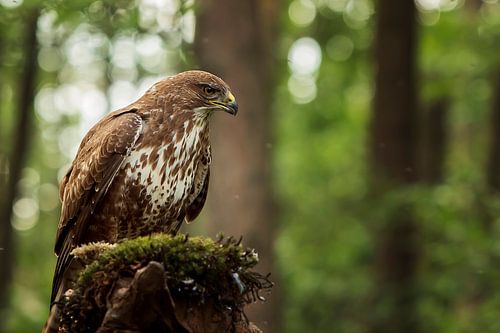 European Buzzard