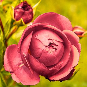 Blüte Wildrose