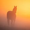 Kleurrijke zonsopkomst met een paard van Richard Nell