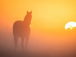 Kleurrijke zonsopkomst met een paard van Richard Nell